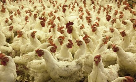 Recherche d’alternatives au gaz dans la filière avicole